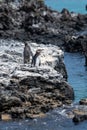 Penguins roost on the coast.Ecuado